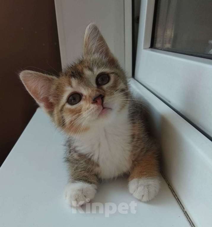 Кошки в Москве: Милый котенок в дар Девочка, Бесплатно - фото 5