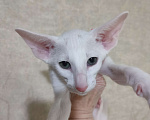 Кошки в Набережных Челнах: Ориентальные котята Девочка, Бесплатно - фото 2