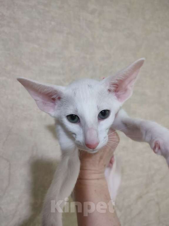 Кошки в Набережных Челнах: Ориентальные котята Девочка, Бесплатно - фото 2