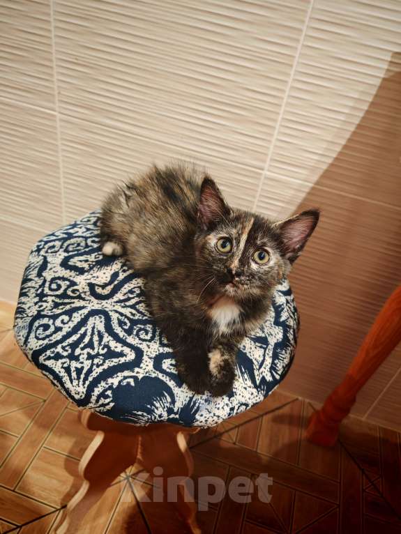 Кошки в Уфе: Бузинная палочка Девочка, Бесплатно - фото 5