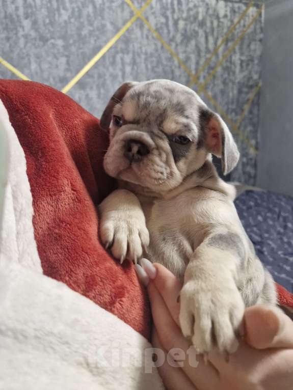 Собаки в других городах Московской области: Королева красоты Девочка, 100 000 руб. - фото 1