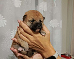 Собаки в Санкт-Петербурге: Сиба девочка Мальчик, 80 000 руб. - фото 2