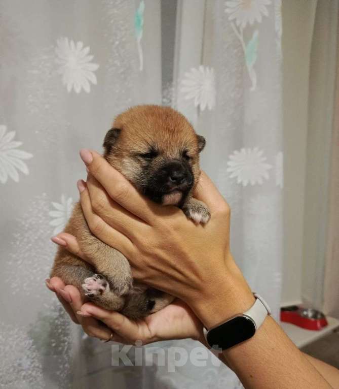 Собаки в Санкт-Петербурге: Сиба девочка Мальчик, 80 000 руб. - фото 2