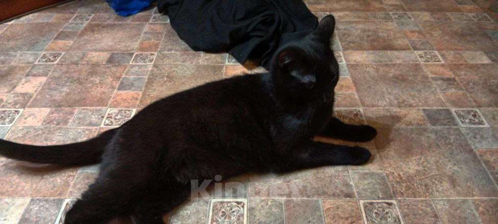 Кошки в Новосибирске: Кот в добрые руки Мальчик, Бесплатно - фото 2