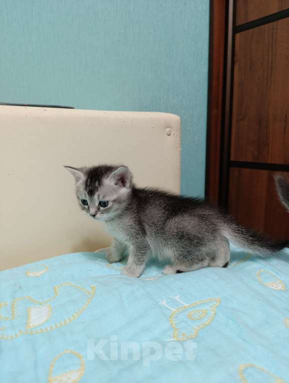 Кошки в Москве: Продаются котятки Девочка, Бесплатно - фото 1