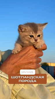 Шотландский котёнок