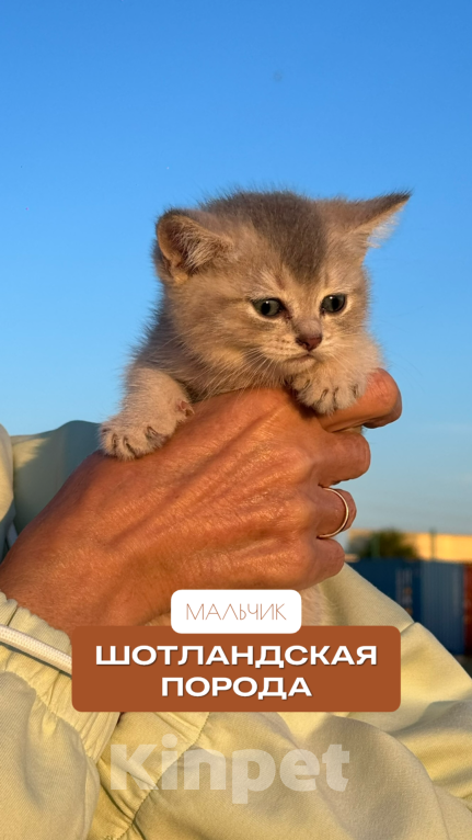 Кошки в других городах Краснодарского края: Шотландский котёнок Мальчик, 7 000 руб. - фото 1