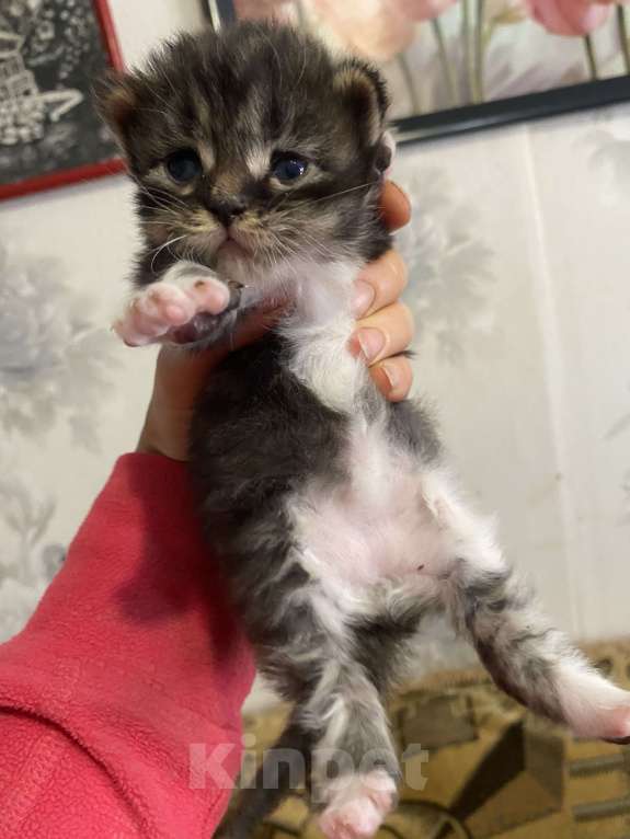 Кошки в Москве: Котята крохи Мальчик, Бесплатно - фото 7