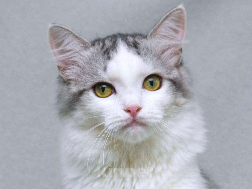 Кошки в Москве: Серебристый кот Витюша с роскошным хвостом в дар Мальчик, 1 руб. - фото 3
