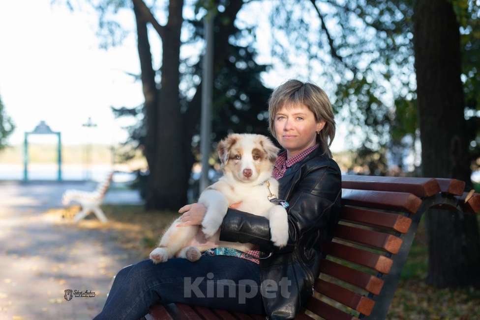 Собаки в Москве: австралийская овчарка аусси Девочка, 80 000 руб. - фото 2