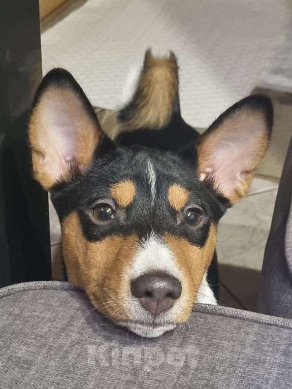 Собаки в Санкт-Петербурге: Щенок Басенджи Мальчик, Бесплатно - фото 1