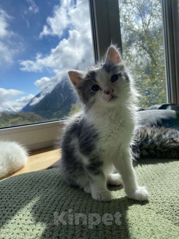 Кошки в Москве: Горный котенок в добрые руки Мальчик, 100 руб. - фото 2