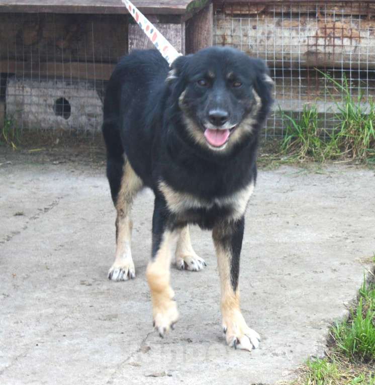 Собаки в Москве: Ласкуша Алиса живет и надеется найти свою родную семью Девочка, Бесплатно - фото 8