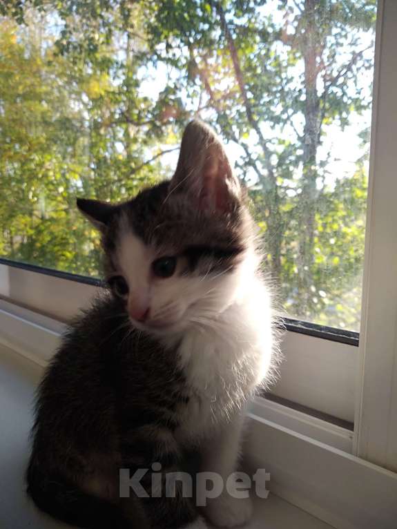 Кошки в Санкт-Петербурге: Котенок девочка Девочка, Бесплатно - фото 5