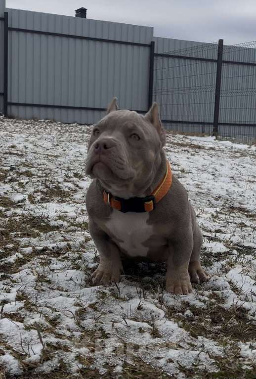 Собаки в Москве: Булли американский Девочка, Бесплатно - фото 1