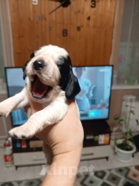 Собаки в других городах Московской области: Щенок русского охотничьего спаниеля Мальчик, 25 000 руб. - фото 5