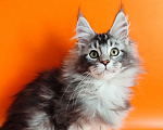 Кошки в Новосибирске: Продам котика породы мейн-кун!  Мальчик, Бесплатно - фото 1