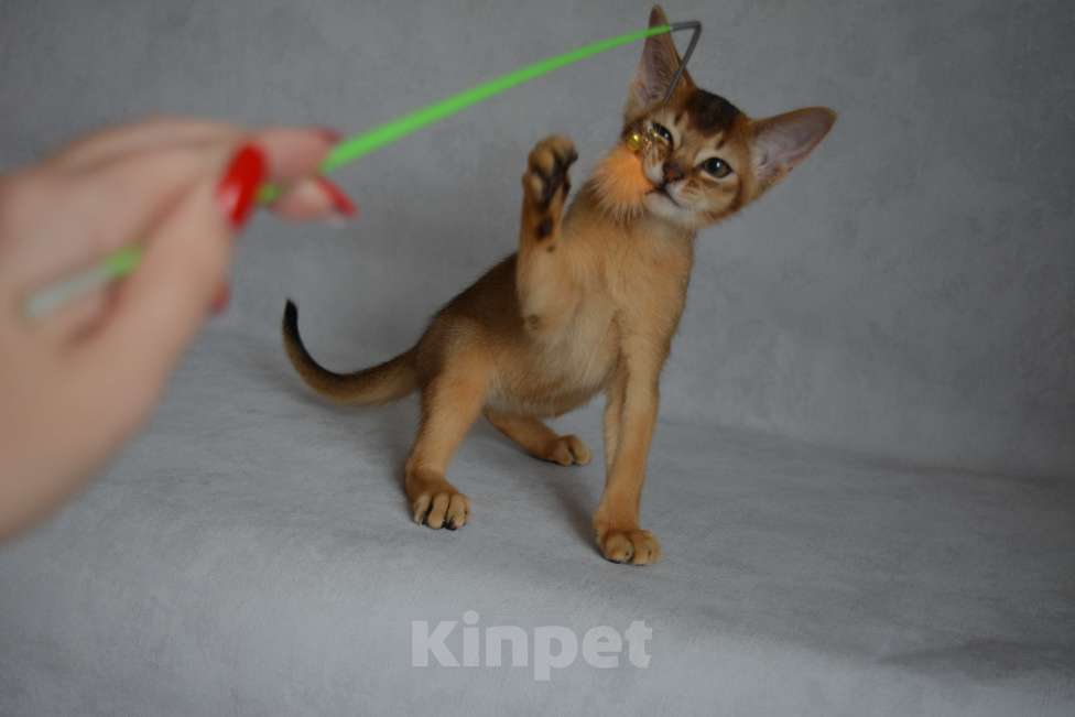 Кошки в Мытищах: Абиссинские котята Мальчик, 45 000 руб. - фото 6