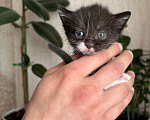 Кошки в Раменском: Котята в добрые руки Разнополые, Бесплатно - фото 3