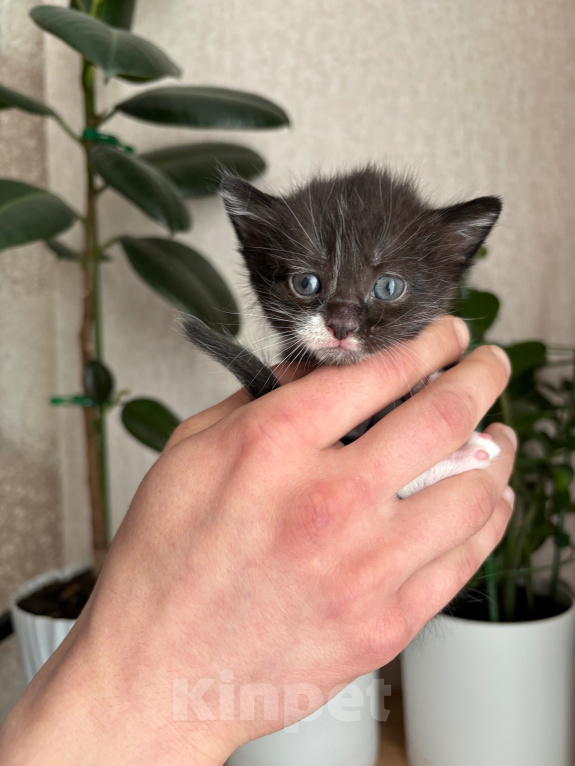 Кошки в Раменском: Котята в добрые руки Разнополые, Бесплатно - фото 3