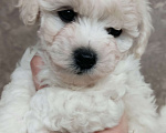 Собаки в Подольске: Щенки Бишон фризе Мальчик, Бесплатно - фото 1