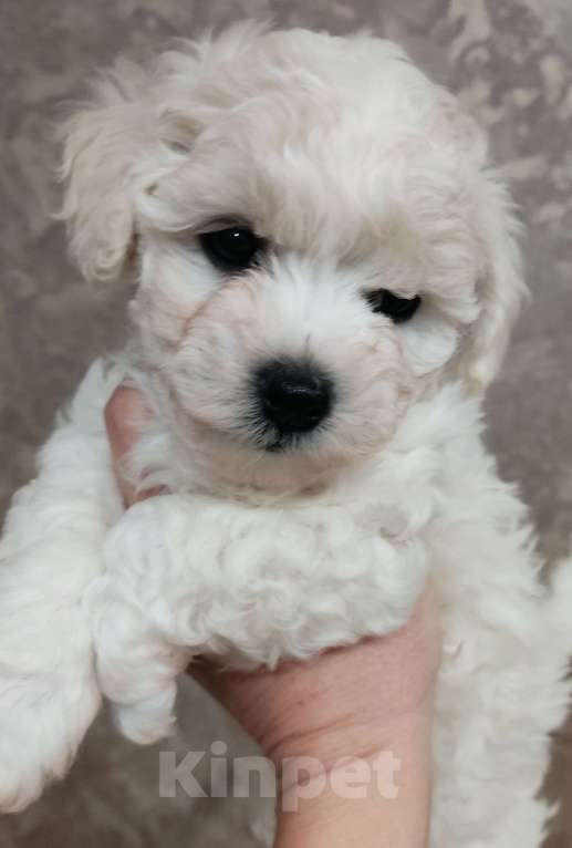 Собаки в Подольске: Щенки Бишон фризе Мальчик, Бесплатно - фото 1