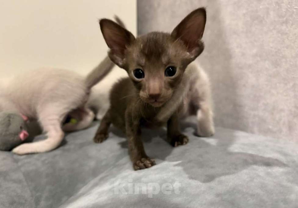 Кошки в Березовском: Котята Ориенталы Разнополые, 20 000 руб. - фото 5