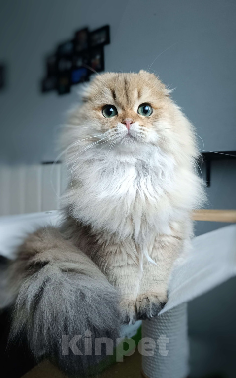 Кошки в Москве: Шотландский длинношёрстный вислоухий мальчик  Мальчик, 50 000 руб. - фото 2