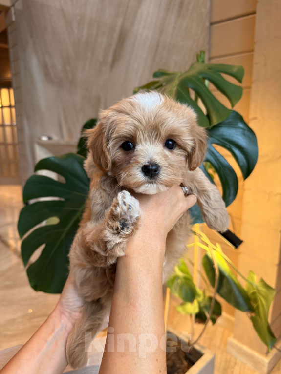 Собаки в других городах Московской области: Мальтипу мини f 1 Мальчик, 200 000 руб. - фото 8