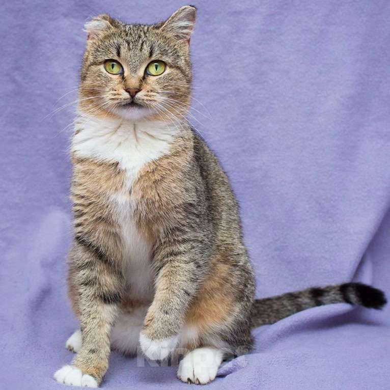 Кошки в Москве: Конфетку не забирают из-за ушка Девочка, Бесплатно - фото 3