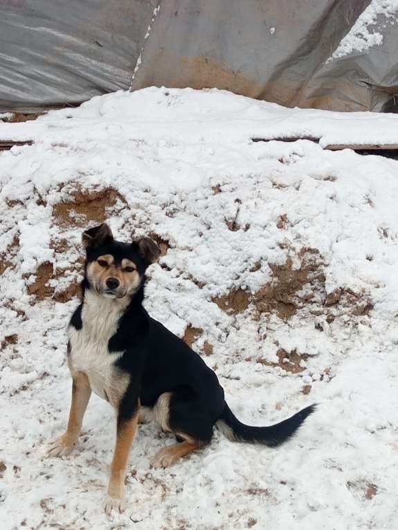 Собаки в Клине: Пропала Марта Девочка, Бесплатно - фото 2