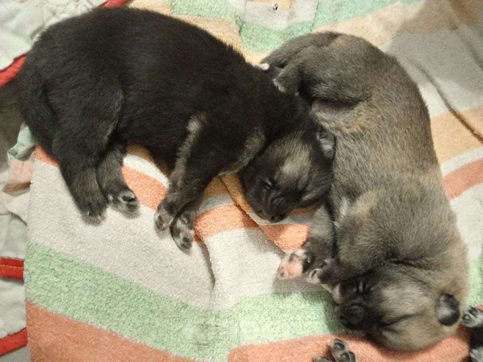 Собаки в Котласе: Щенята от умной овчарки  Мальчик, Бесплатно - фото 6