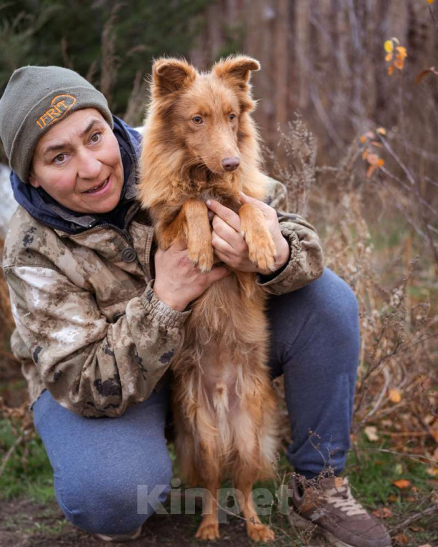 Собаки в Москве: Маленький, жизнерадостный лисёнок в поисках дома! Мальчик, Бесплатно - фото 3