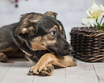 Собаки в Москве: Не крупная собачка Хельга из приюта, ищет дом Девочка, 10 руб. - фото 9