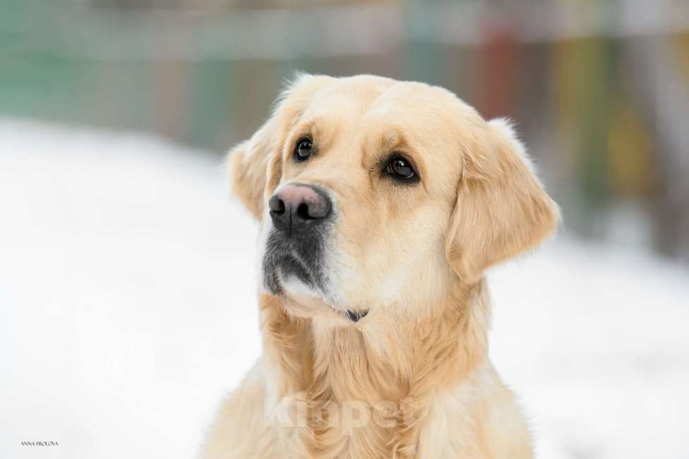 Собаки в Ярославле: Щенки золотистого ретривера Девочка, 70 000 руб. - фото 7