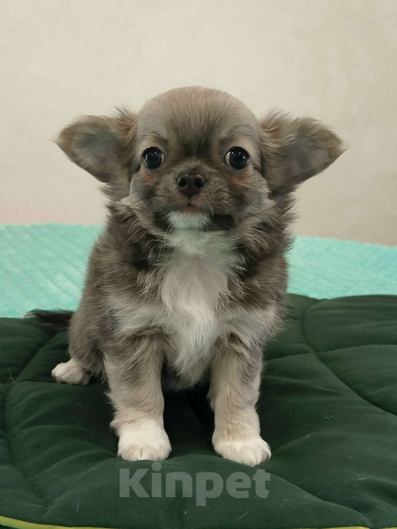 Собаки в других городах Челябинской области: ЧИХУАХУА ЩЕНКИ  Девочка, Бесплатно - фото 3