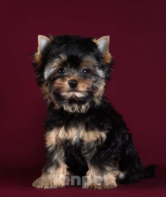 Собаки в Балашихе: Олик Мальчик, 35 000 руб. - фото 3