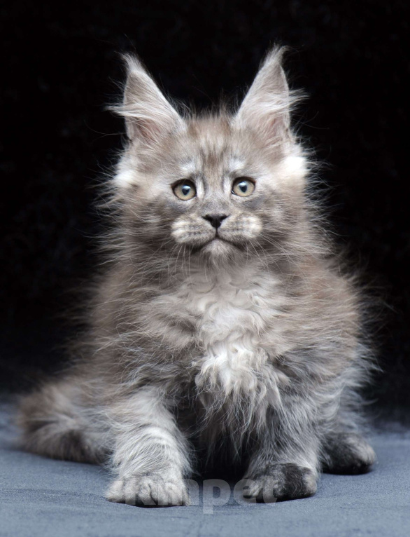 Кошки в Видном: Ласковый мальчишка мейн-кун  Мальчик, 95 000 руб. - фото 1
