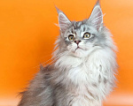 Кошки в Новосибирске: Продам котенка породы мейн-кун!  Девочка, Бесплатно - фото 1