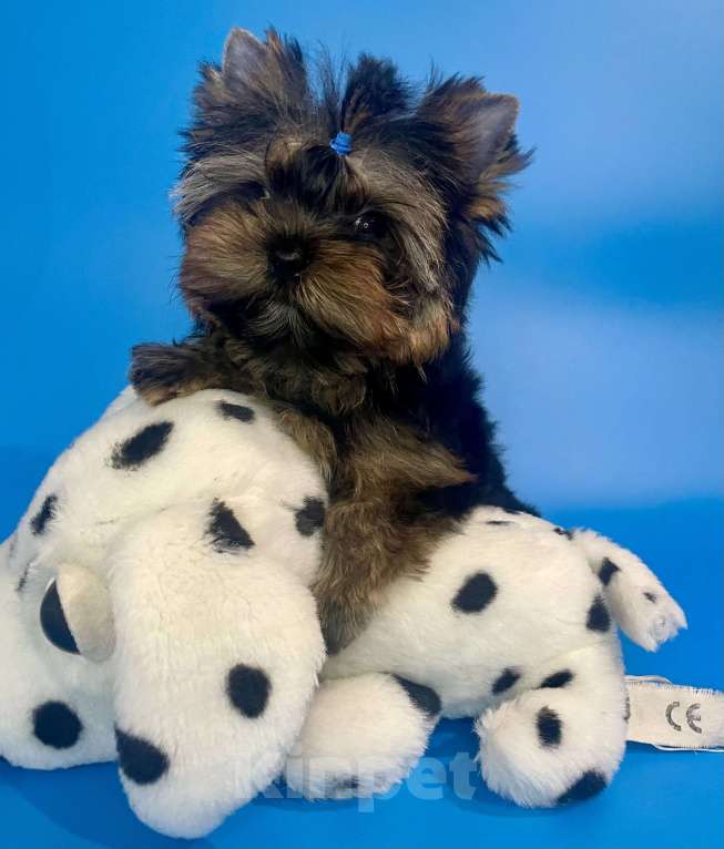 Собаки в Санкт-Петербурге: Мальчишки в продаже  Мальчик, 70 000 руб. - фото 3