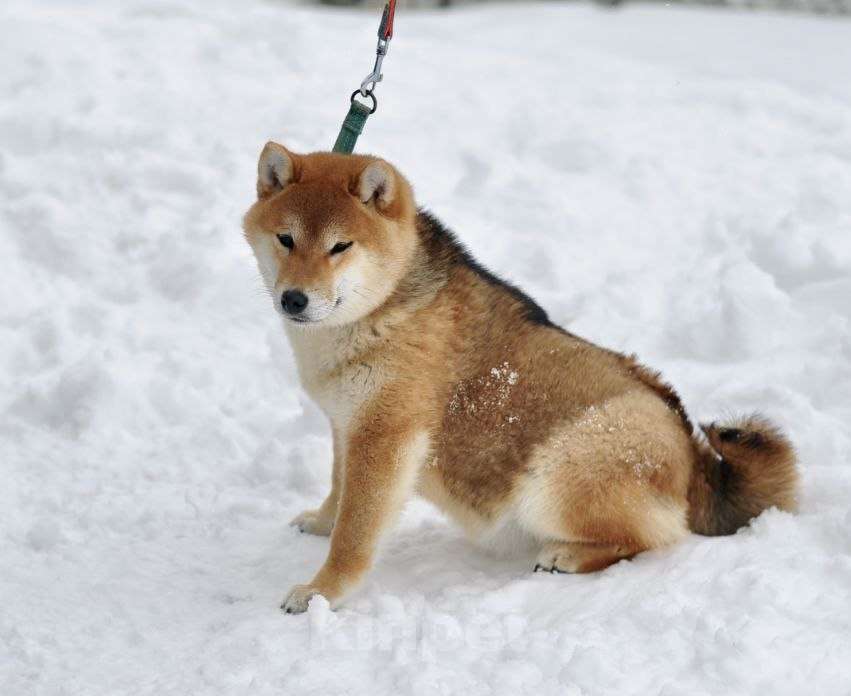Собаки в Задонске: Девочка Сиба Девочка, 40 000 руб. - фото 4