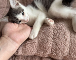Кошки в Ореховом-Зуево: Котенок в добрые руки Мальчик, Бесплатно - фото 2