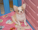 Собаки в Санкт-Петербурге: Девочка чихуахуа  Девочка, 50 000 руб. - фото 4