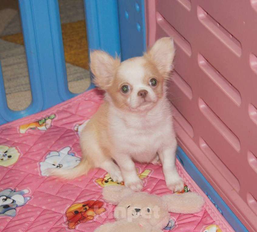 Собаки в Санкт-Петербурге: Девочка чихуахуа  Девочка, 50 000 руб. - фото 4