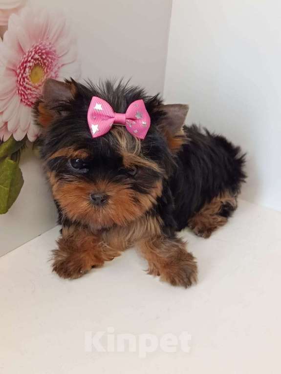 Собаки в других городах Московской области: Крошка Элис Девочка, 90 000 руб. - фото 4