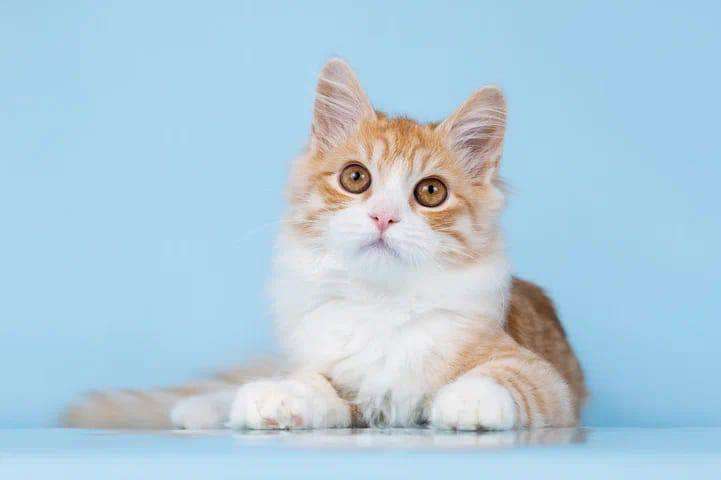 Кошки в Москве: Рыжее пушистое солнышко в добрые руки Мальчик, Бесплатно - фото 1