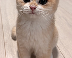 Кошки в Тюмени: Котёнок золотая шиншилла Девочка, 40 000 руб. - фото 4