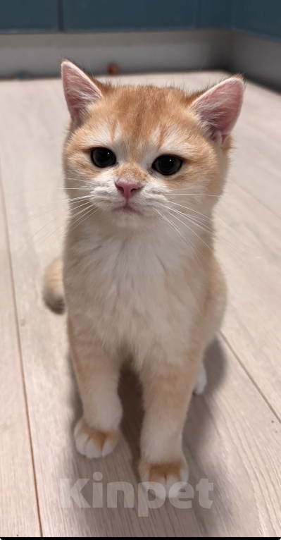 Кошки в Тюмени: Котёнок золотая шиншилла Девочка, 40 000 руб. - фото 4