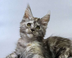 Кошки в Москве: Котенок мейн кун Девочка, Бесплатно - фото 2