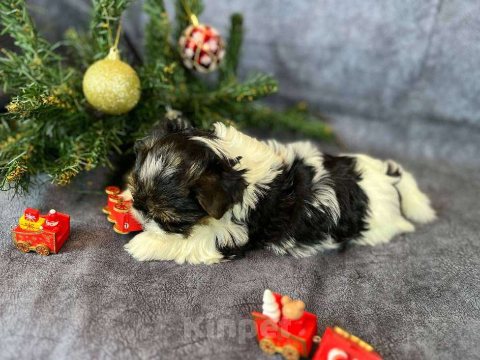 Собаки в Вологде: Щенок бивер терьера Девочка, 140 000 руб. - фото 2